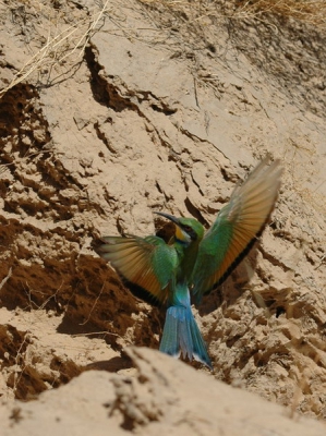 De vogels verlieten het hol achterstevoren. Dit gebeurde met ongekende snelheid.