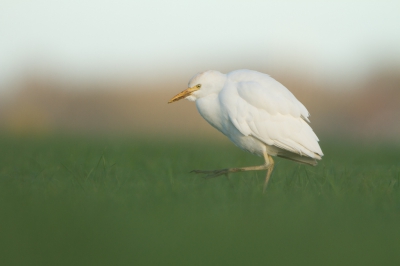 <i class='fa fa-user'></i>&nbsp;Gert-Jan Cromwijk&nbsp;|   Koereiger&nbsp; <i class='fa fa-eye'>&nbsp;514</i> &nbsp;<i class='fa fa-thumbs-up'>&nbsp;5</i> &nbsp; <i class='fa fa-comment-o'>&nbsp;10</i>