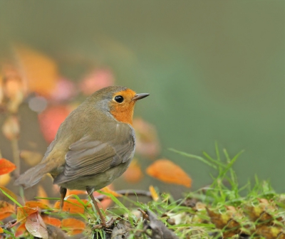 Gisteren brak even de zon door toen ik in mijn schuilhutje in de tuin zat
Dit rdbstje komt dan altijd even kijken of er ergens voer ligt,en weet ook dat ik in het hutje zit.
De  achtergrond is een boompje met nog allerlei kleuren herfstblaadjes,die er vandaag door de regen en wind bijna zijn verdwenen.