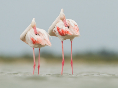 <i class='fa fa-user'></i>&nbsp;hendrik-jan&nbsp;|   Flamingo&nbsp; <i class='fa fa-eye'>&nbsp;506</i> &nbsp;<i class='fa fa-thumbs-up'>&nbsp;4</i> &nbsp; <i class='fa fa-comment-o'>&nbsp;3</i>