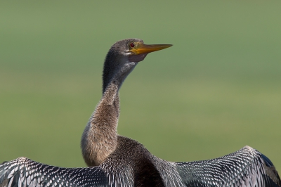 <i class='fa fa-user'></i>&nbsp;Bouke Atema&nbsp;|   Amerikaanse Slangenhalsvogel&nbsp; <i class='fa fa-eye'>&nbsp;371</i> &nbsp;<i class='fa fa-thumbs-up'>&nbsp;3</i> &nbsp; <i class='fa fa-comment-o'>&nbsp;13</i>