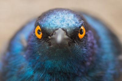 Nieuwsgierige vogel, kwam met z'n snavel zo'n beetje in de zonnekap van de 90mm macro lens.