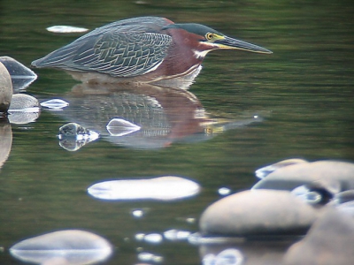 In een rivierbedding nabij Dominical liep deze prachtige kleine reiger te vissen.