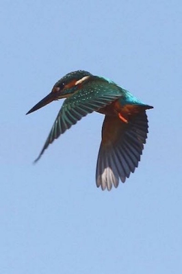 prachtige biddende ijsvogel; er waren er heel veel aanwezig deze herfst in de EbroDelta maar ook de vis was er in overvloed