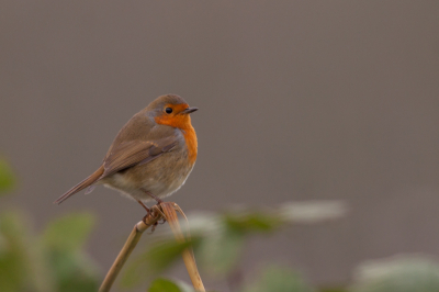 Heerlijk genoten op grijze dag van deze Roodborst, kwam zo af en toe tot op een paar meter zitten.
Hier op een geknakte rietstengel.