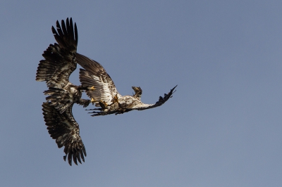 Deze twee vogels waren schelpen aan het overgeven het was een mooi gezicht