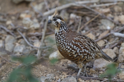 <i class='fa fa-user'></i>&nbsp;Andre de Vaal&nbsp;|   Kuifbobwhite&nbsp; <i class='fa fa-eye'>&nbsp;396</i> &nbsp; <i class='fa fa-comment-o'>&nbsp;3</i>