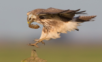 <i class='fa fa-user'></i>&nbsp;Edward van Altena&nbsp;|   Buizerd&nbsp; <i class='fa fa-eye'>&nbsp;1410</i> &nbsp;<i class='fa fa-thumbs-up'>&nbsp;29</i> &nbsp; <i class='fa fa-comment-o'>&nbsp;26</i>