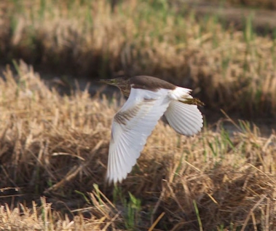 Veel reigersoorten in de Delta maar slechts een enkele ralreiger. Gelukkig zag ik deze opvliegen uit de walkant.