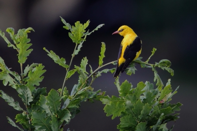 Een foto van Peter van Eijk. Bewerkt in Photoshop Elements 9