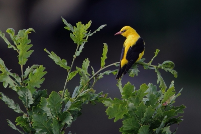 Een foto van Peter van Eijk. Bewerkt in Photoshop Elements 9