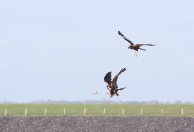 Mannetje bruine kiekendief kwam met een kuikentje aanvliegen en gaf in de lucht deze door aan het vrouwtje, echter zij miste het.