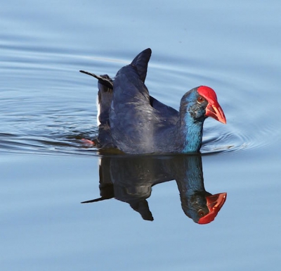 prachtige purperkoet waarvan de blauwe kleuren zo mooi uitkomen als het zonnetje er op schijnt