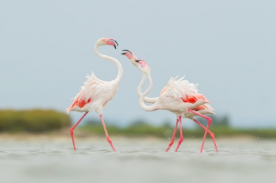 <i class='fa fa-user'></i>&nbsp;hendrik-jan&nbsp;|   Flamingo&nbsp; <i class='fa fa-eye'>&nbsp;600</i> &nbsp;<i class='fa fa-thumbs-up'>&nbsp;6</i> &nbsp; <i class='fa fa-comment-o'>&nbsp;11</i>