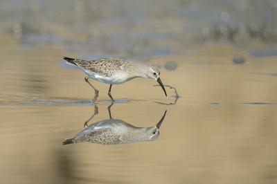 Aan het einde van de vogeltrek bleven deze strandlopers nog lang hangen in de zoutpannen van Pomori. Een week lang heb ik ze gevolgd en langzaam maar zeker kon ik dichterbij komen. Op het laatst tot ca. 6 meter. Hier opnamen met een heel aparte reflexie van de zon op de sedimenten in de zoutpannen.