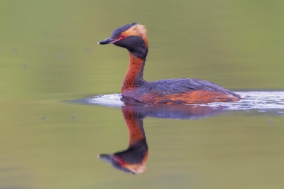 Horned Grebe is not common at all in Scotland, Cairngorms National Park holds a few breeding pairs. This subject had the habit of following regularly the perimeter of the loch to feed; so I had just to chose a place well covered by vegetation and wait for the Grebe coming back for a new lap.