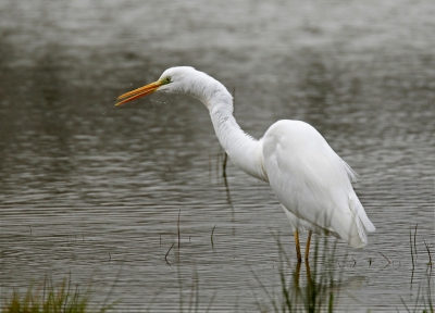 Voor de derde keer probeer ik een foto te uploaden. Ik hoop dat het nu lukt. Deze reiger schudt zich uit waardoor er wat meer detail in de nek te zien is.