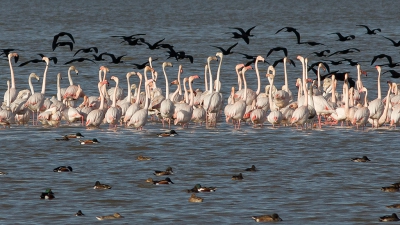 <i class='fa fa-user'></i>&nbsp;Marie-Jos� Boon&nbsp;|   Flamingo&nbsp; <i class='fa fa-eye'>&nbsp;396</i> &nbsp; <i class='fa fa-comment-o'>&nbsp;11</i>