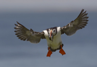 <i class='fa fa-user'></i>&nbsp;Henk Laverman&nbsp;|   Papegaaiduiker&nbsp; <i class='fa fa-eye'>&nbsp;594</i> &nbsp;<i class='fa fa-thumbs-up'>&nbsp;5</i> &nbsp; <i class='fa fa-comment-o'>&nbsp;9</i>