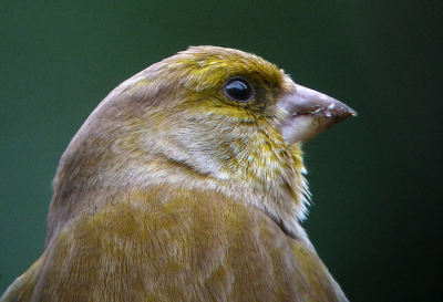 Groenling in de tuin. Ze zitten hier vaker. Gewoon op zondagmiddag, door het glas heen gefotografeerd.
