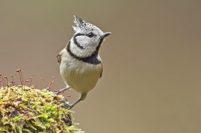 Kuifmees gefotografeerd vanuit een vaste schuilhut die eigenlijk gebouwd werd om eekhoorns te  fotograferen. Ondertussen komen er ook behoorlijk wat vogels op bezoek waaronder ook de kuifmeesjes. ( de schuilhut is beperkt beschikbaar voor andere fotografen)