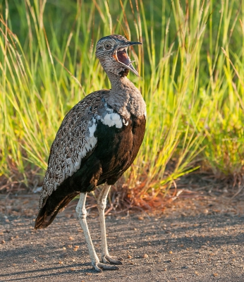 <i class='fa fa-user'></i>&nbsp;Bert Ooms&nbsp;|   Zuid-Afrikaanse Kuiftrap&nbsp; <i class='fa fa-eye'>&nbsp;545</i> &nbsp;<i class='fa fa-thumbs-up'>&nbsp;1</i> &nbsp; <i class='fa fa-comment-o'>&nbsp;9</i>