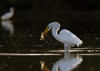 <i class='fa fa-user'></i>&nbsp;Kees Kroon&nbsp;|   Grote Zilverreiger&nbsp; <i class='fa fa-eye'>&nbsp;613</i> &nbsp;<i class='fa fa-thumbs-up'>&nbsp;1</i> &nbsp; <i class='fa fa-comment-o'>&nbsp;7</i>