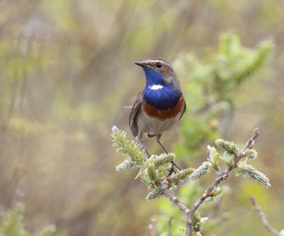 De Blauwborst is voor mij Texel. In de Horstmeertjes is de blauwborst in het voorjaar talrijk aanwezig. Mooi bijzondere vogel. Vaak moet ik uitleggen dat een blauwborst echt bestaat en niet een roodborstje, die het koud heeft.
