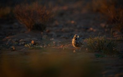 Zelfde foto
andere raw-convertor, andere sfeer 

dit had zeker ook met Lightroom gekund, maar het is dus met Capture One Pro versie 8