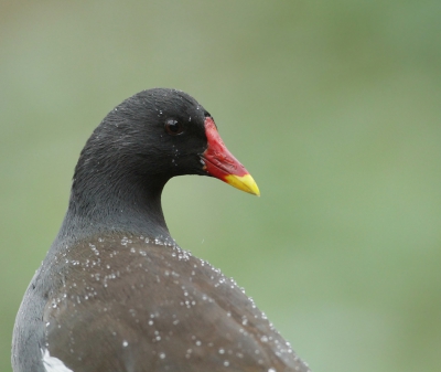 Ook deze waterhoen komt in de winter af en toe kijken of er wat te eten valt.
Het regende op dat moment behoorlijk.