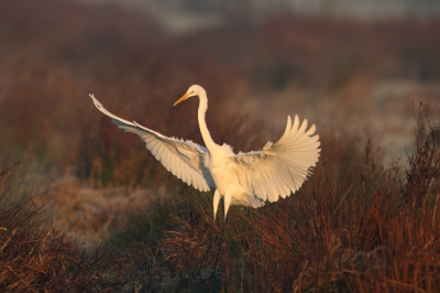 <i class='fa fa-user'></i>&nbsp;dick renes&nbsp;|   Grote Zilverreiger&nbsp; <i class='fa fa-eye'>&nbsp;588</i> &nbsp;<i class='fa fa-thumbs-up'>&nbsp;3</i> &nbsp; <i class='fa fa-comment-o'>&nbsp;11</i>