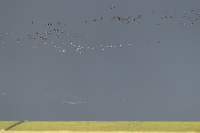 't Zijn zo nu en dan barre tijden, zeker voor vogelend. Weliswaar niet erg koud, maar harde wind is er met regelmaat en dan natuurlijk nog die knoeperharde regen- en hagelbuien. Fotografisch is het dan wel fantastisch weer. Hier met het zonlicht op de binnenkant van de zeedijk en met daarboven een mooie donkere lucht. Oh ja en, deels reflecterend in het zonlicht, veel brand- en rotganzen.