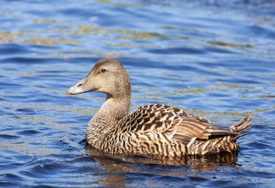 Met een fotogroep op de Shetlands. Veel mooie en bijzondere vogels gezien, maar deze Eider ( vrouwtje ) pakte mij toch ook. Mooi in de veren