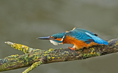 Deze ijsvogel nam een dreighouding aan. Het vrouwtje kwam in de buurt. Wist eerst niet deze houding te verklaren. Maar na een presentatie afgelopen vrijdag door o.a. Jeroen Stel ben ik meer te weten gekomen over de verschillende gedragingen.