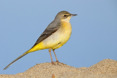 After having failed in taking pictures of gulls (because of disturbance created by fishermen) I spent my time with some wagtails (white and grey) that used to feed on insects on the sand close to my car.
