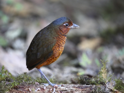 <i class='fa fa-user'></i>&nbsp;Theo Hendriks&nbsp;|   Reuzenmierpitta&nbsp; <i class='fa fa-eye'>&nbsp;471</i> &nbsp;<i class='fa fa-thumbs-up'>&nbsp;1</i> &nbsp; <i class='fa fa-comment-o'>&nbsp;4</i>