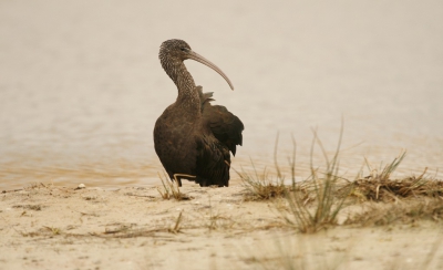 Zwarte ibis met een matig zonnetje. In het plaatsje Drachten