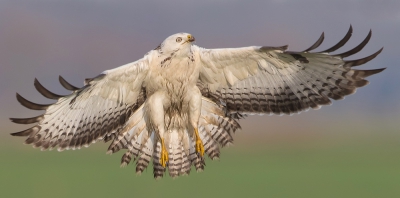 <i class='fa fa-user'></i>&nbsp;Edward van Altena&nbsp;|   Buizerd&nbsp; <i class='fa fa-eye'>&nbsp;972</i> &nbsp;<i class='fa fa-thumbs-up'>&nbsp;9</i> &nbsp; <i class='fa fa-comment-o'>&nbsp;12</i>