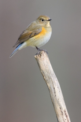 12th observation in Italy, found by other birders on a mountain (1300 meters above sea level). The bird was very tame, I had just to fix a perch on the ground to take him away from a busy background made by its favourite bush!