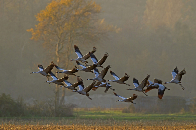Een dagje naar Diepholz geweest om Kraanvogels te fotograferen. Deze groep vloog aan het einde van de dag op tijdens een lage zonnestand om vervolgens naar de overnachtingsplaats te gaan.