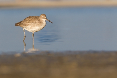 <i class='fa fa-user'></i>&nbsp;Bouke Atema&nbsp;|   Oostelijke Willet&nbsp; <i class='fa fa-eye'>&nbsp;295</i> &nbsp;<i class='fa fa-thumbs-up'>&nbsp;1</i> &nbsp; <i class='fa fa-comment-o'>&nbsp;3</i>