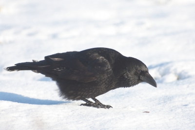 Deze kraai vond in het besneeuwde landschap toch nog een dood insectje. Het valt ook niet mee om nu iets te vinden.