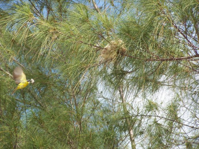 Mijn eerste foto op birdpix! Even testen hoe alles werkt.
Deze foto heb ik vanaf het strand genomen. De vogel was druk bezig met het verzamelen van kapok.
