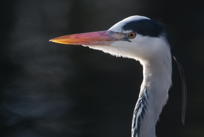 <i class='fa fa-user'></i>&nbsp;leo snellink&nbsp;|   Blauwe Reiger&nbsp; <i class='fa fa-eye'>&nbsp;357</i> &nbsp;<i class='fa fa-thumbs-up'>&nbsp;1</i> &nbsp; <i class='fa fa-comment-o'>&nbsp;6</i>