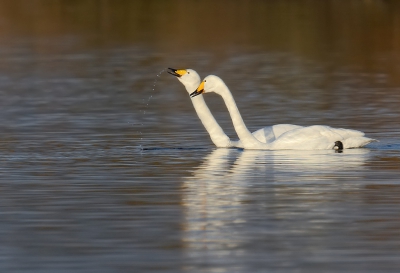 <i class='fa fa-user'></i>&nbsp;henkdikkers&nbsp;|   Wilde Zwaan&nbsp; <i class='fa fa-eye'>&nbsp;382</i> &nbsp; <i class='fa fa-comment-o'>&nbsp;3</i>