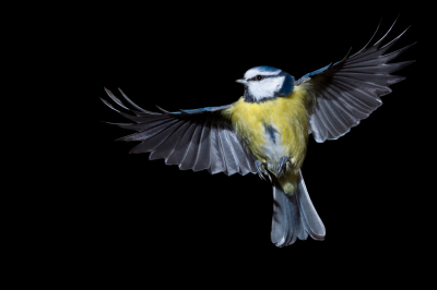 Deze foto zal zowel lovers als haters hebben denk ik. Zelf vond ik het leuk om eens te proberen.  De vogeltjes hebben een redelijk vast vliegpatroon, zodat ik mijn flitsers gericht op kon stellen.
