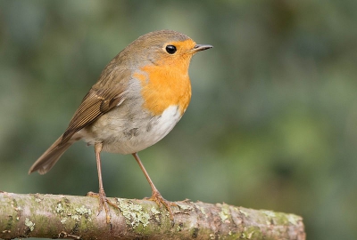 Na een zeer lange tijd nog eens tijd gemaakt om vogels te fotograferen.
Dit Roodborstje is de eerste in de hoop ik lange rij.