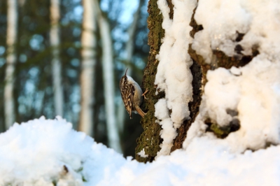 Tot met wel vijf boomkruipers tegelijk komen ze op de fotoplek rondhangen. Gek genoeg lieten ze een dag na de sneeuwbui bijna compleet verstek gaan. Deze niet gelukkig.