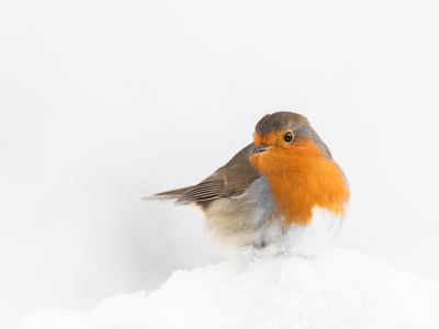Gelukkig was de sneeuw van zaterdag blijven liggen zodat ik zondag met zon vogels in de sneeuw kon fotograferen. Vanuit een schuiltent waarbij de achtergrond de sneeuw in het bos is.