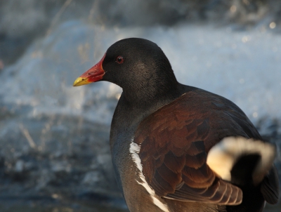 <i class='fa fa-user'></i>&nbsp;LidideBoer&nbsp;|   Waterhoen&nbsp; <i class='fa fa-eye'>&nbsp;320</i> &nbsp; <i class='fa fa-comment-o'>&nbsp;4</i>